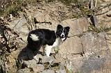 BORDER COLLIE 853